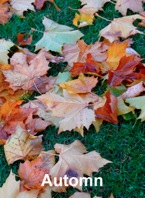 Automn