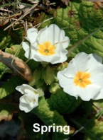 Spring